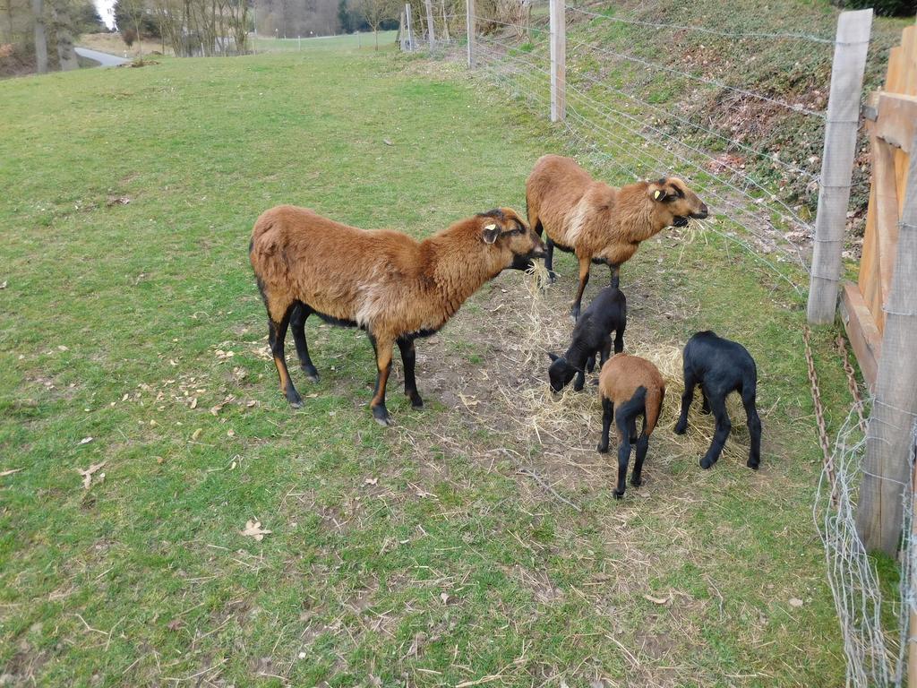 Ferienwohnung Ferienbauernhof Familie Stratmann Eslohe Exterior foto